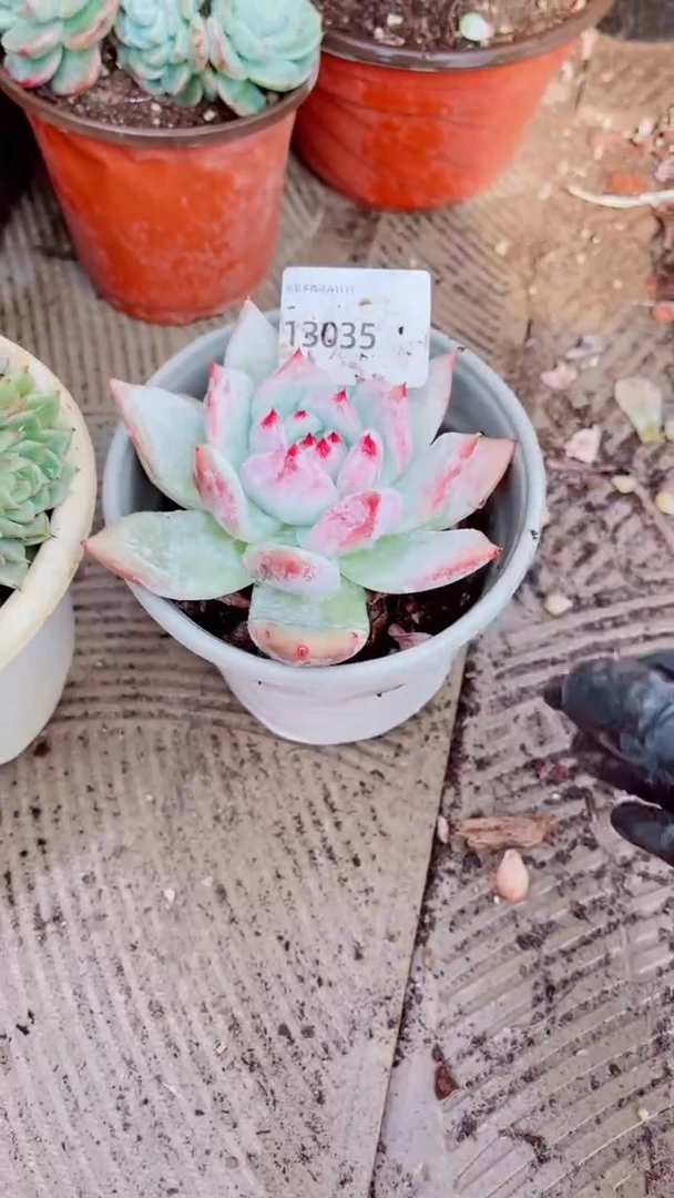 花***宿多肉植物一物一拍13035