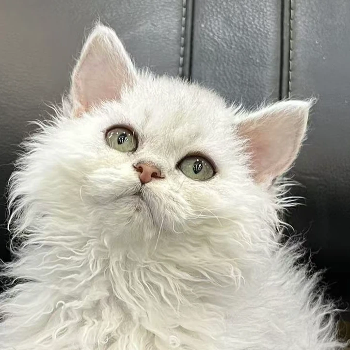 来了姊妹-银渐层赛尔凯克猫 妹妹 29