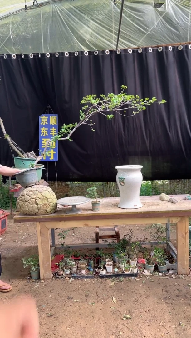 当前无花朵，栽培后可花朵光***?海岛栀子花