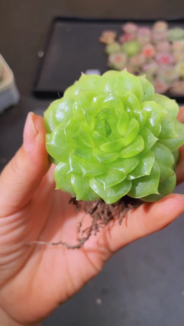 小**?8203全玻璃秃子 随机量拍发一个