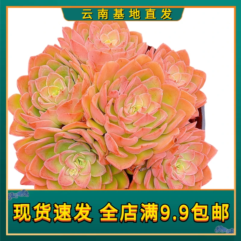 【A级手捧高贵】【满9.9包邮】星花怒放阳台露台办公栽种养护四季裸