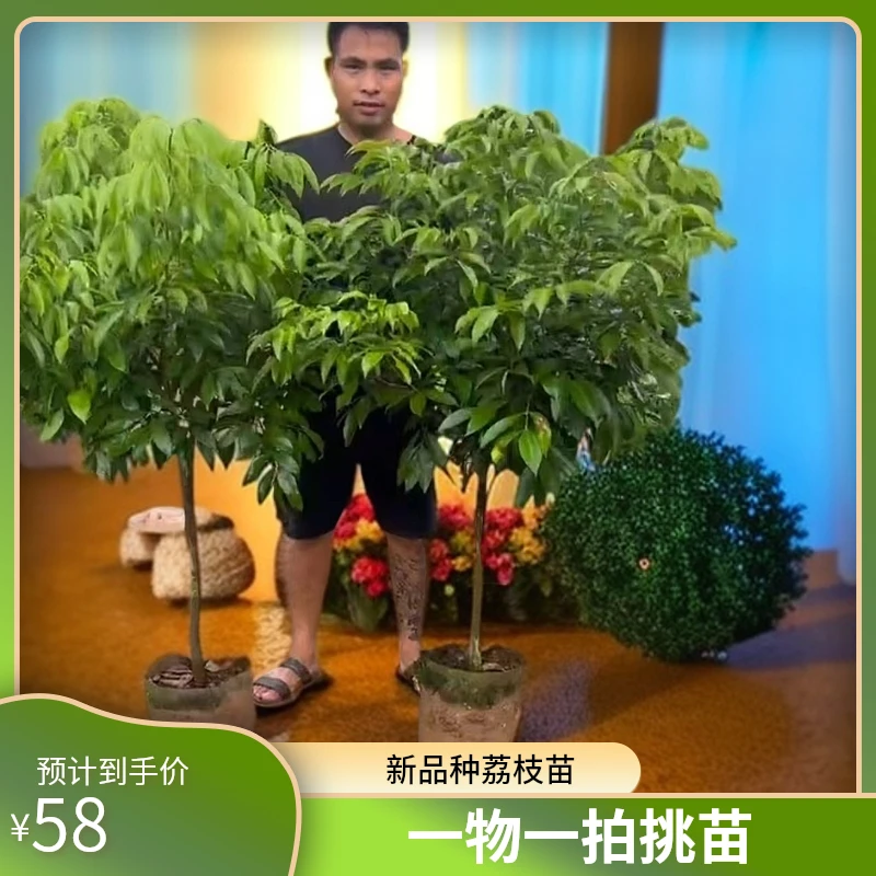 直播间（一物一拍）各种果树绿植荔枝苗水果树苗果苗苗荔枝树