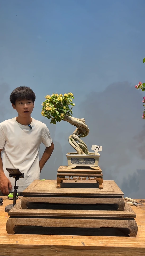 完全开放芬*三角梅专场一物一拍9
