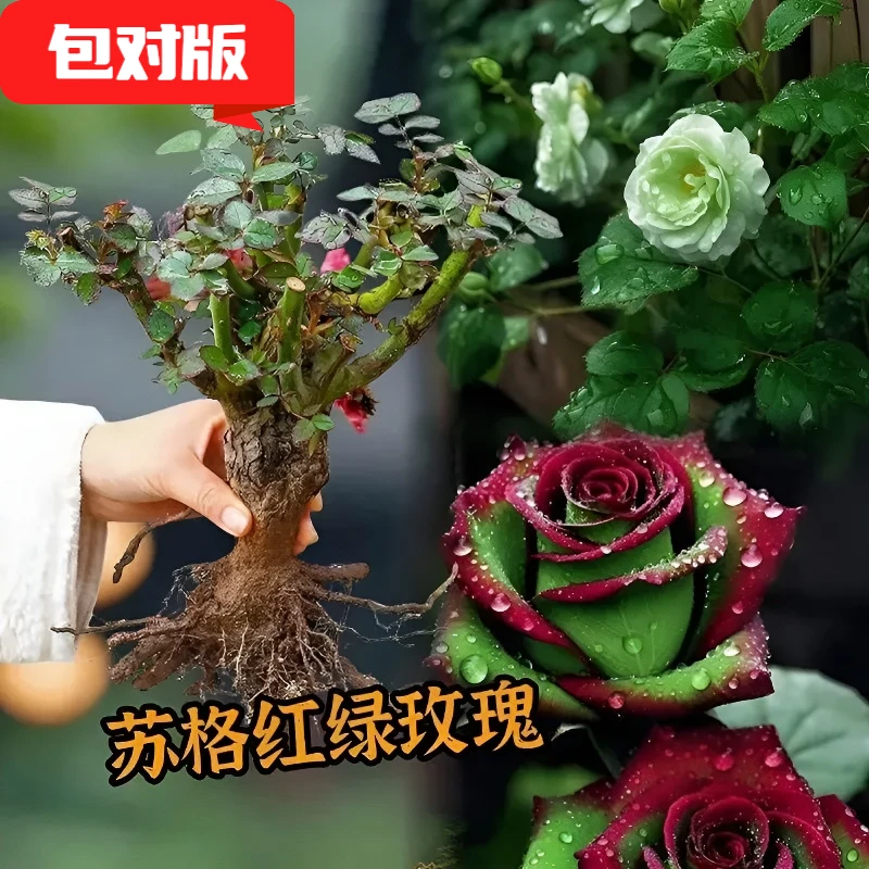（养死包赔）玫瑰花老桩苗四季可种耐寒耐热植物盆栽大花浓香好养活