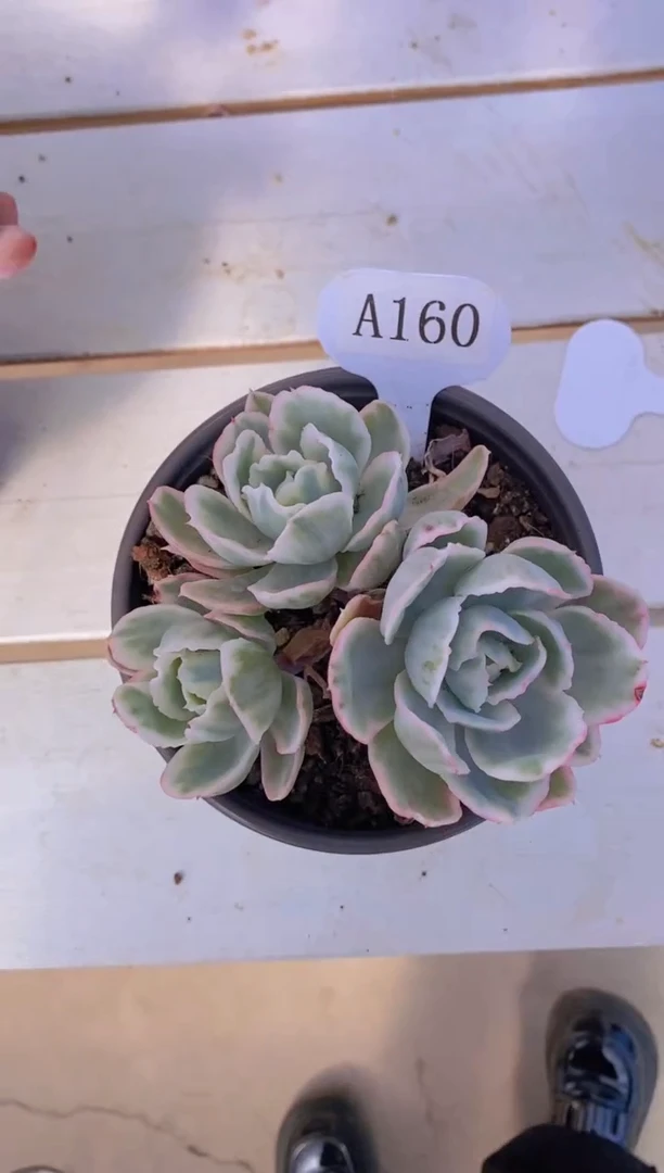 【闪购商品】A160-伯克利锦三头脱土发（专拍）