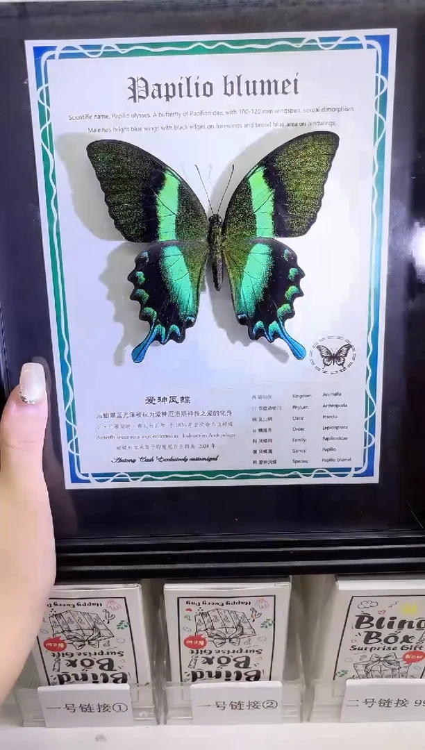 爱神凤蝶相框标本