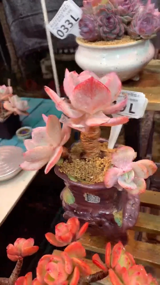 019L（一物一拍，精品多肉，所见即所得 ）