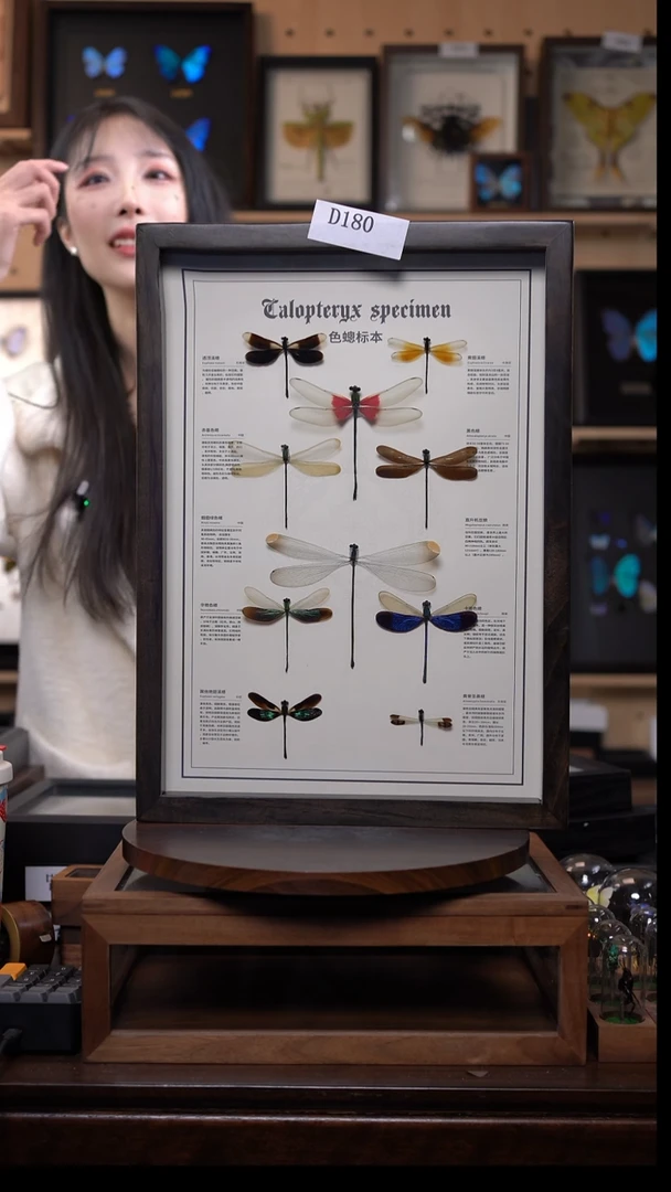 蝴蝶标本摆件竞拍d180