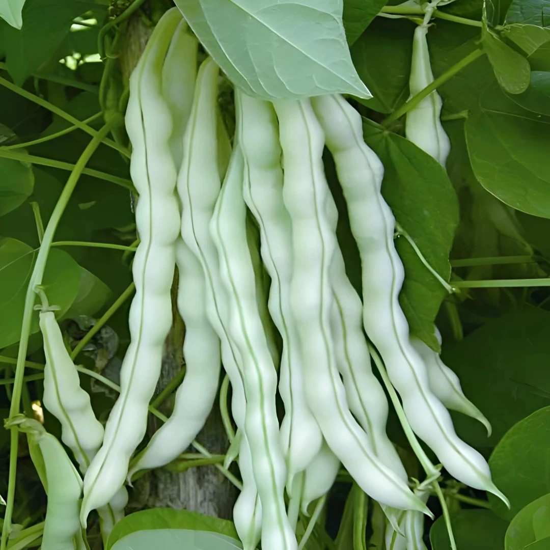 【汇峰农场】白不老豆角 芸豆 净重3斤装（±2两）新鲜现摘 顺丰包邮