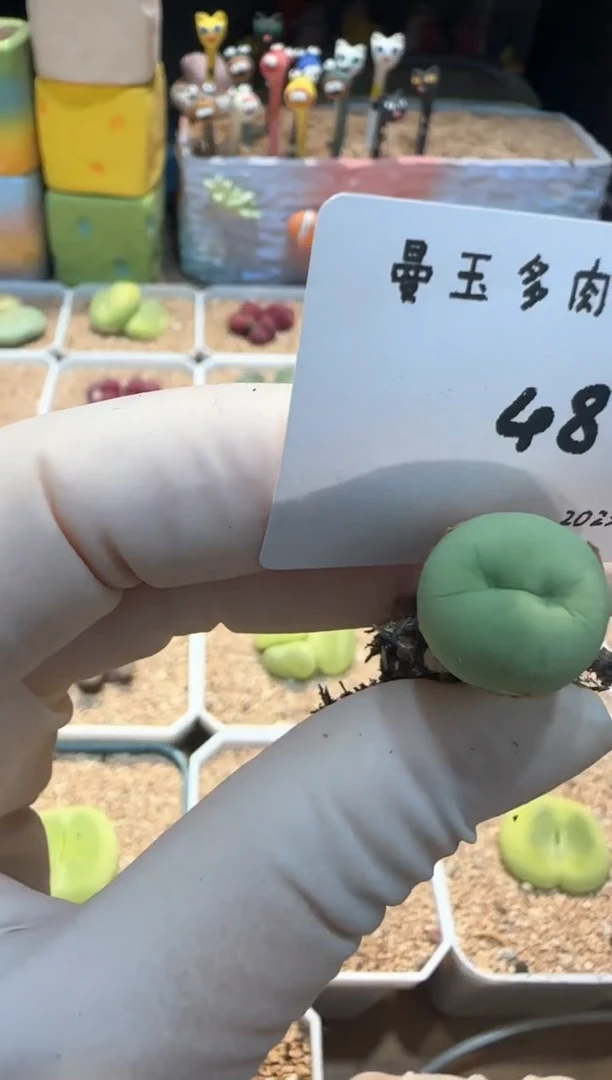 25.5.27-48多肉多肉