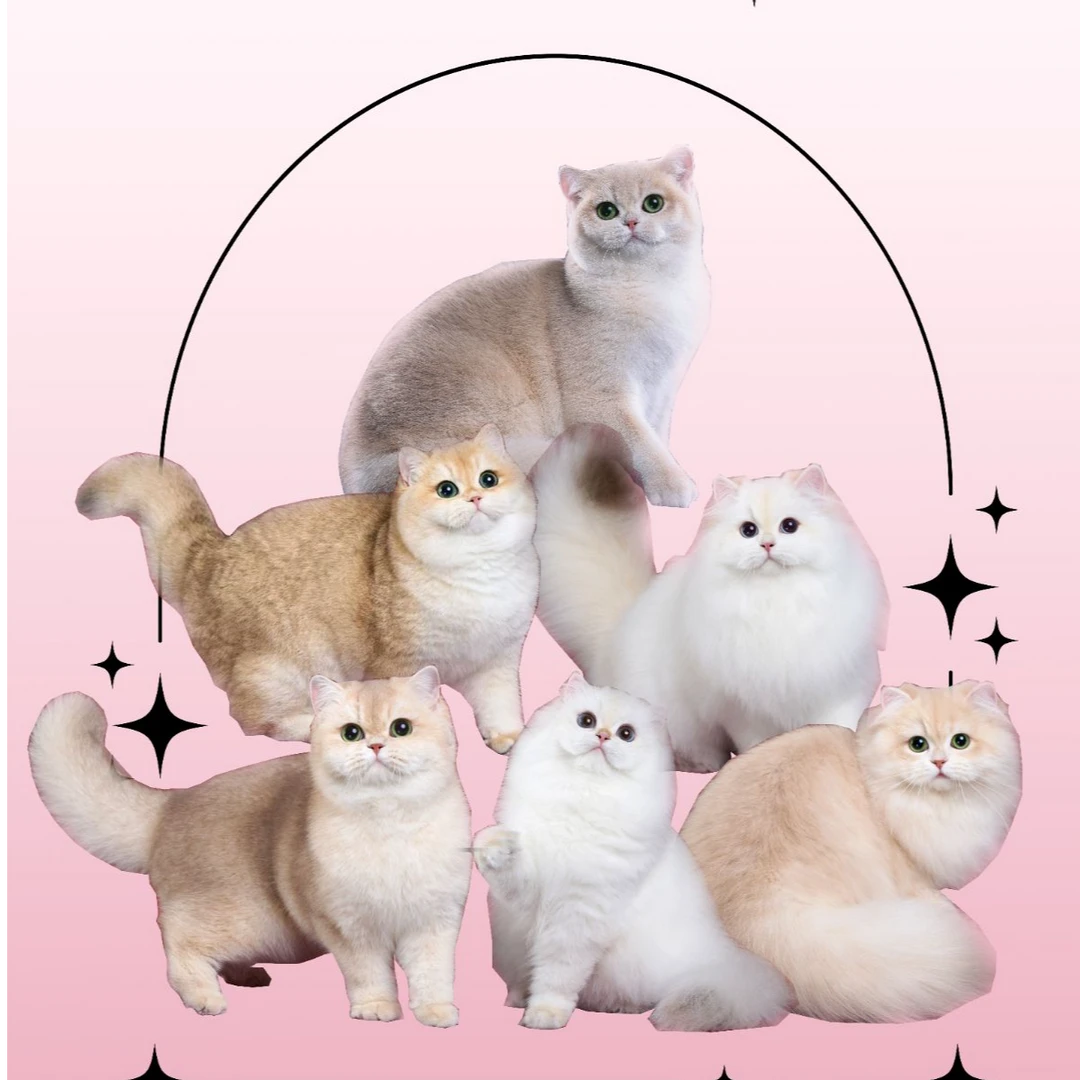 兰姐猫咪活体娃娃脸金渐层蓝金紫金渐成