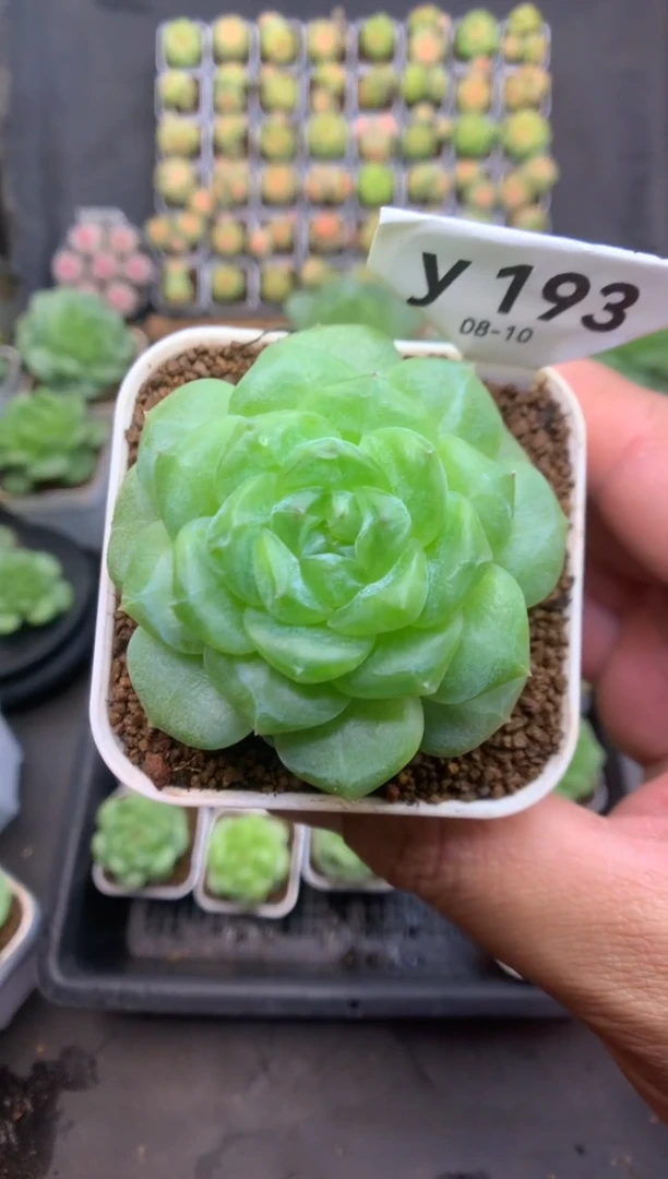 y193（米格多肉）遥遥珍妮 脱土发 送珍妮土