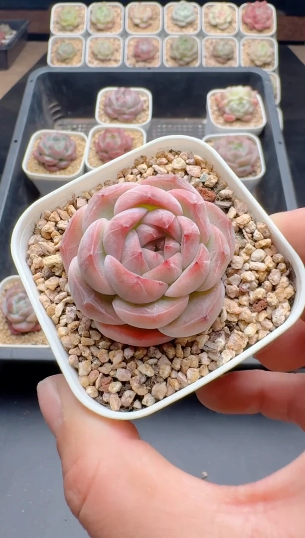 【闪购商品】286A多肉带盆土6.5杯当天拍3颗包柚