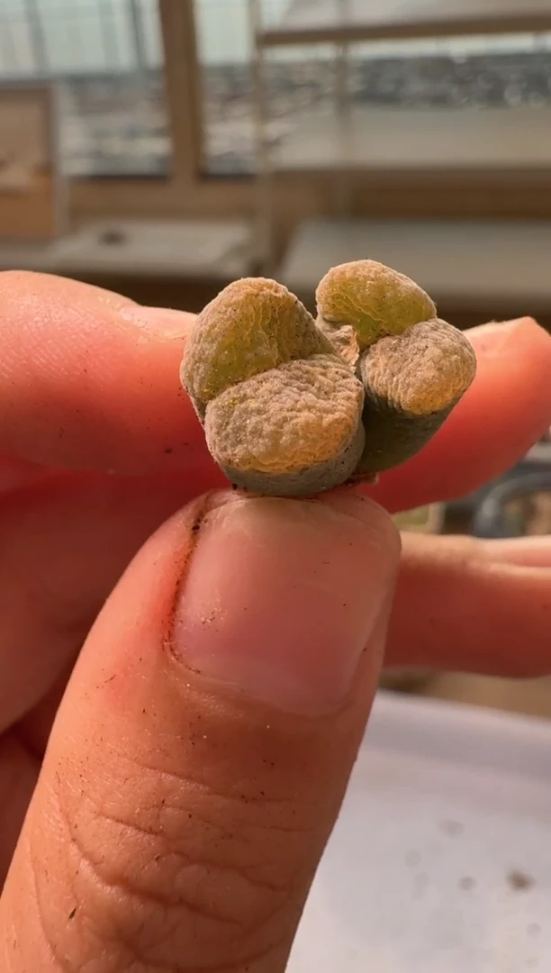 30-250多肉植物肉锥