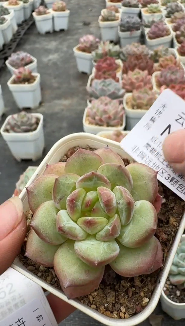 546N带盆土发(6.5cm杯） 当场拍3颗以上包柚 多肉植物 一物一拍