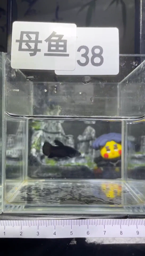 斗鱼泰国精品斗鱼A38（母鱼）