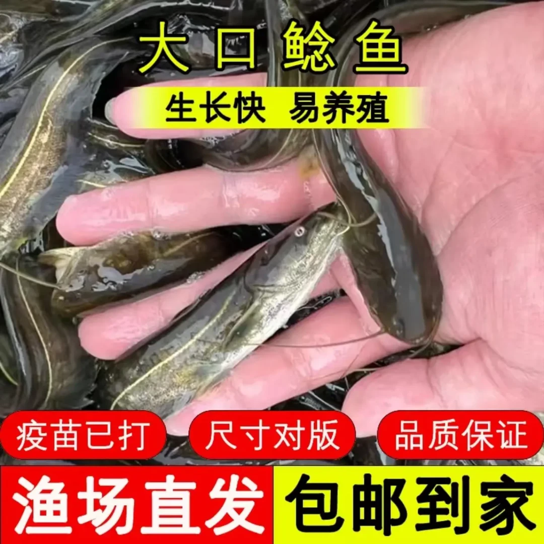 现捞现发 四川大口鲶 生态养殖 渔场直发