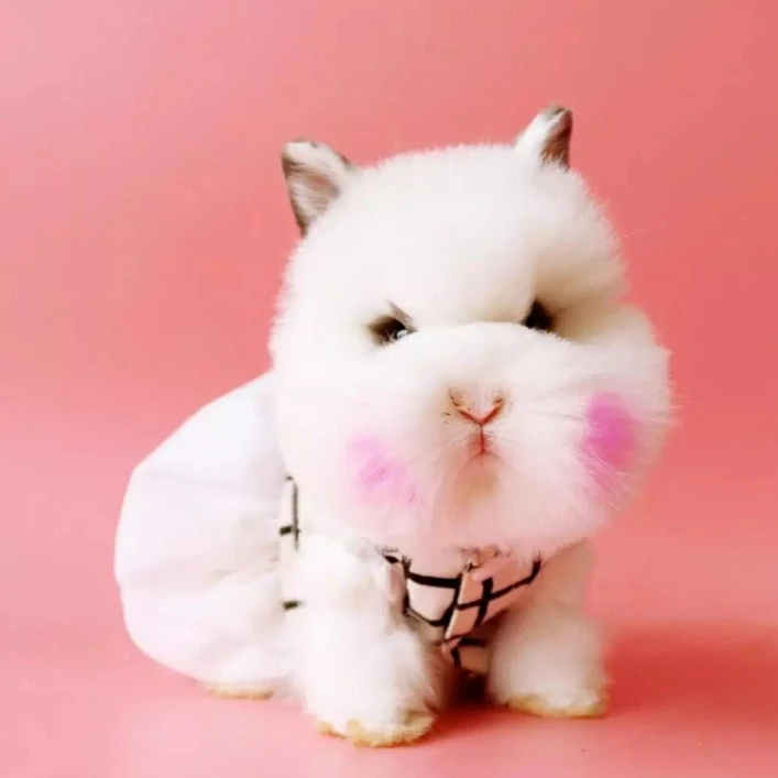 盖脸猫猫兔活体兔子猫咪兔网红兔专用专属包邮