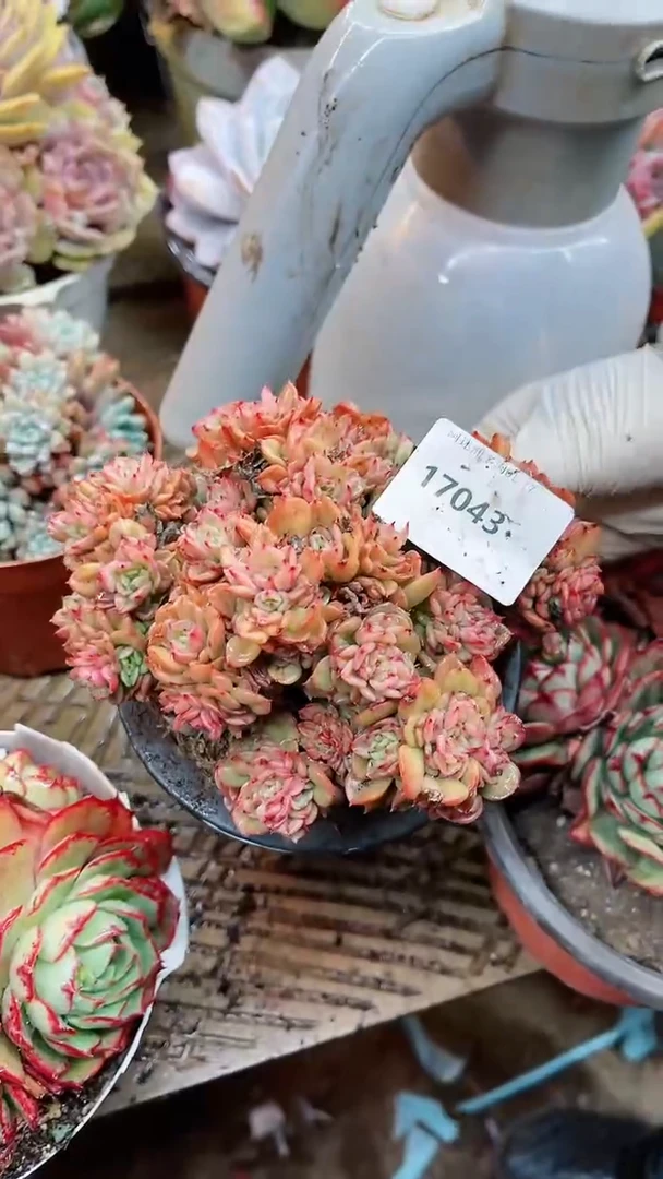 【闪购商品】17043