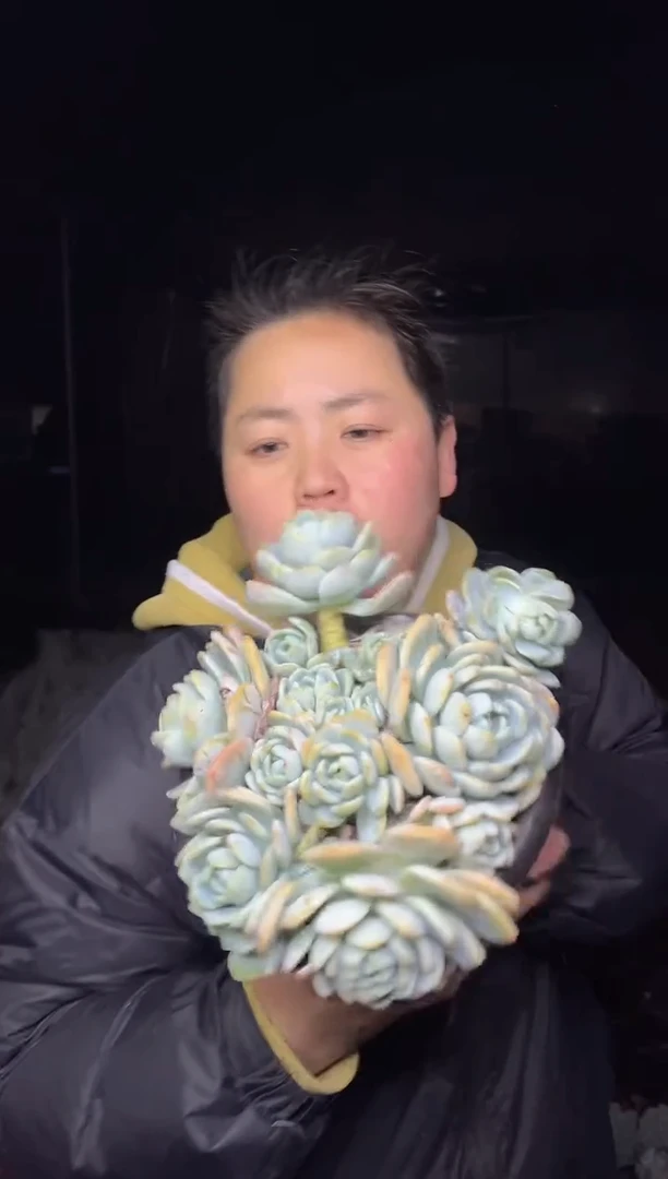 【闪购商品】99-大冷香20cm9.99