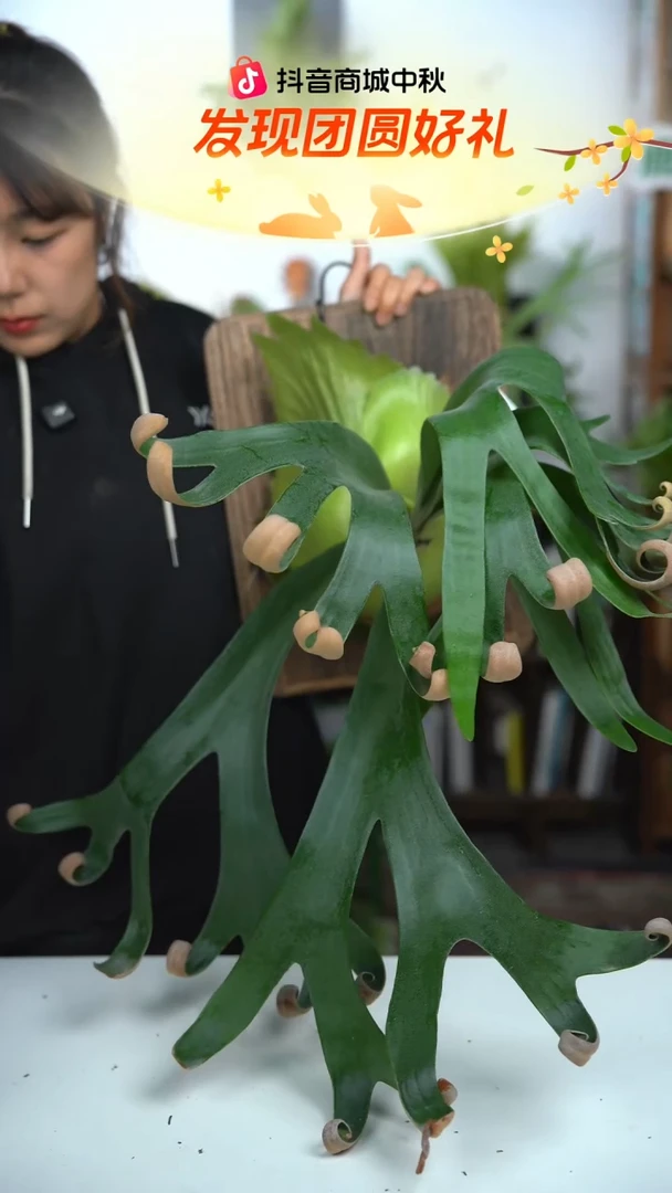 不开花植物H913-卷卷成株