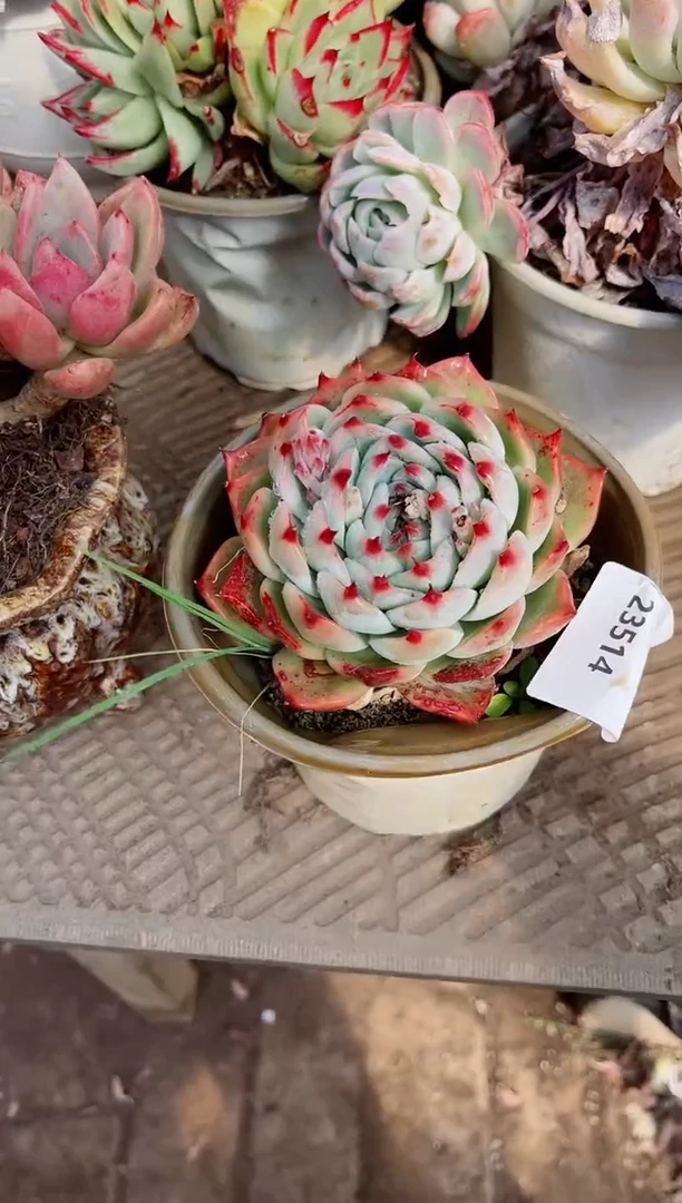 【闪购商品】23514