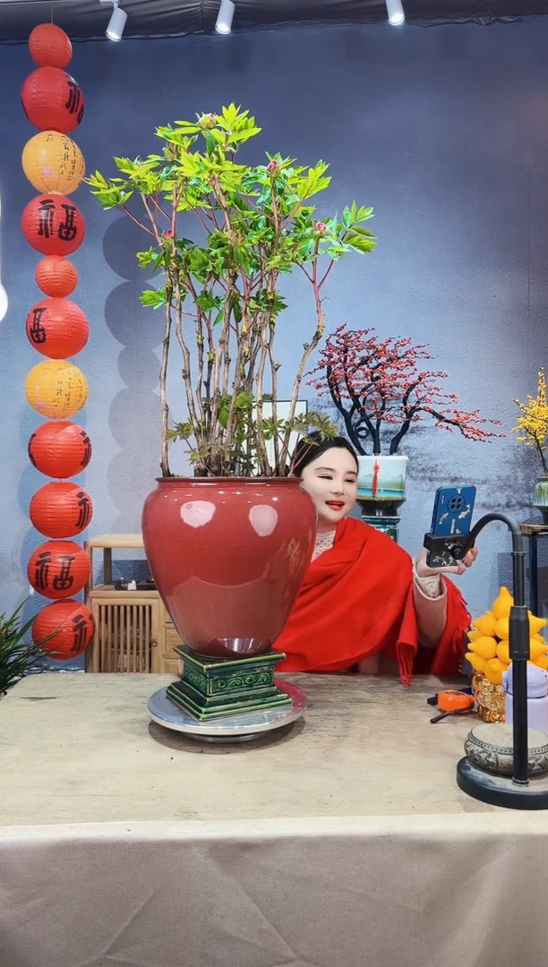 【闪购商品】盆景牡丹