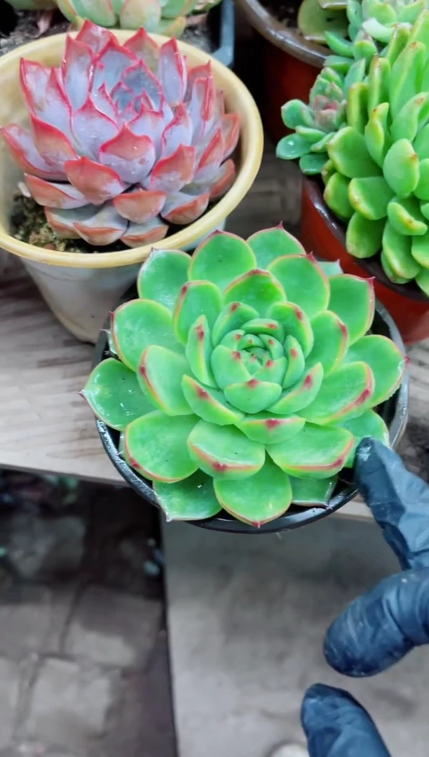 z***n16005多肉植物一物一拍