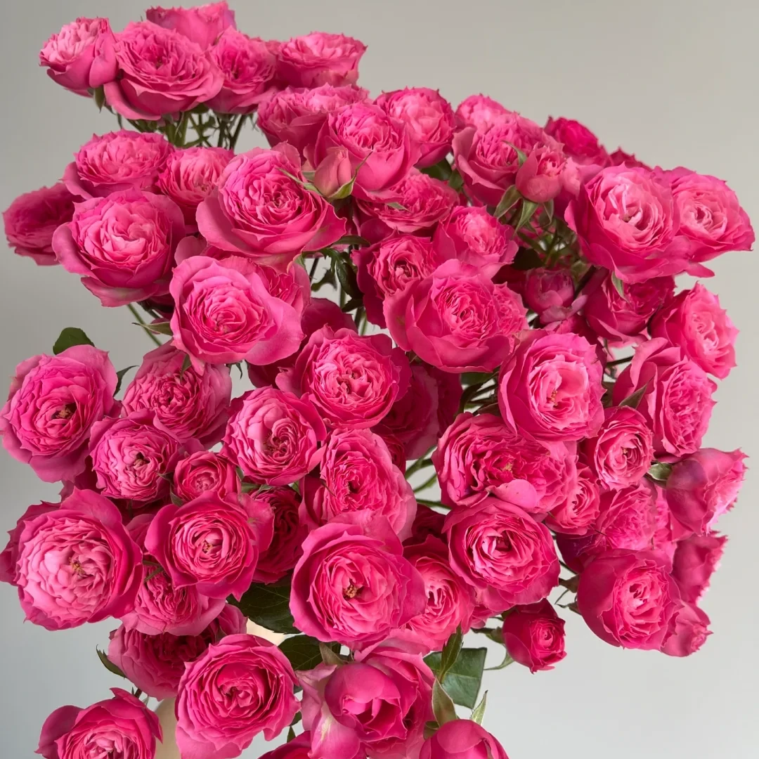 【全疆京东包邮】苏菲多头泡泡玫瑰10枝