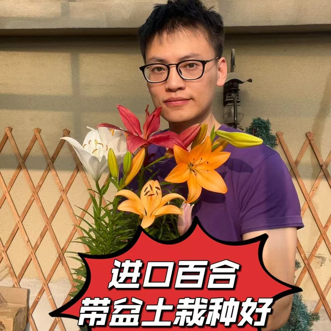 进口多色百合种球带盆土包邮