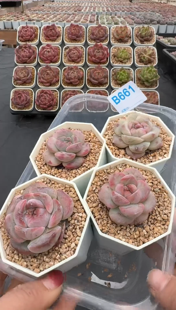 【闪购商品】661号脱土裸根发一物一拍4颗