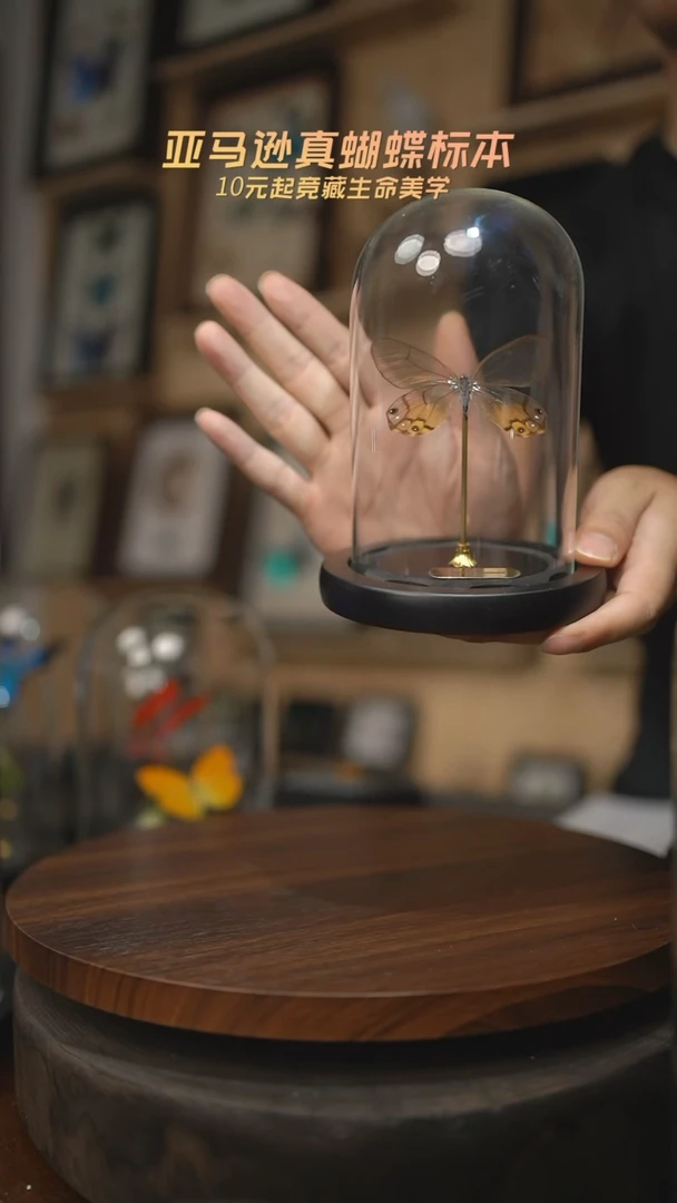 有机玻璃黄晶眼蝶小号玻璃罩