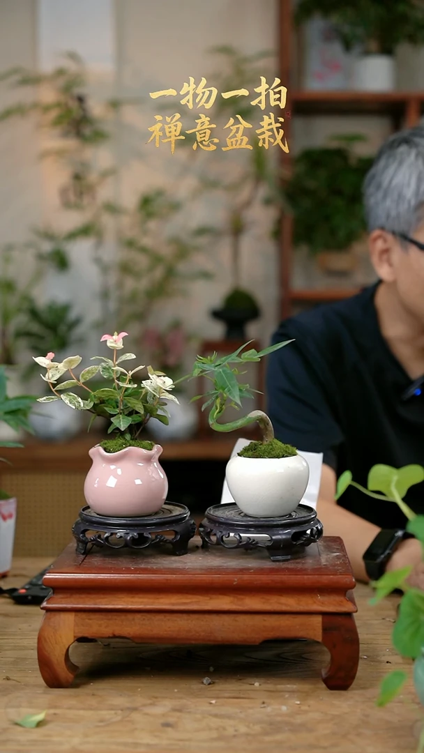 不开花植物用****8花叶+发财404