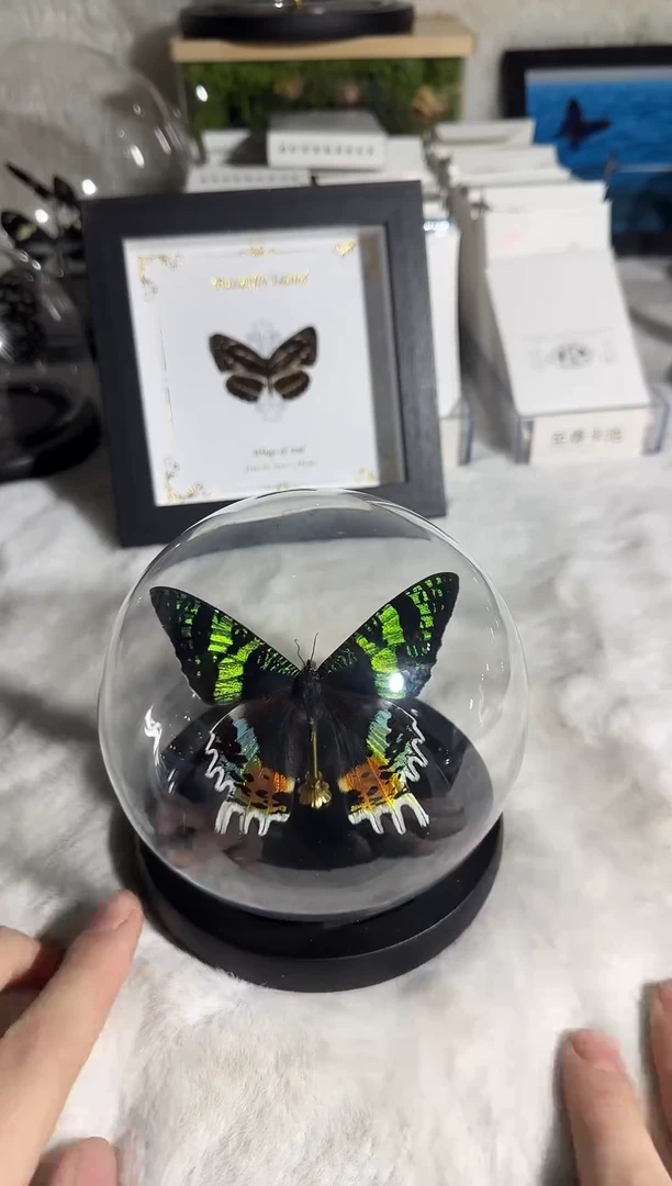 有机玻璃太阳蛾水晶球蝴蝶