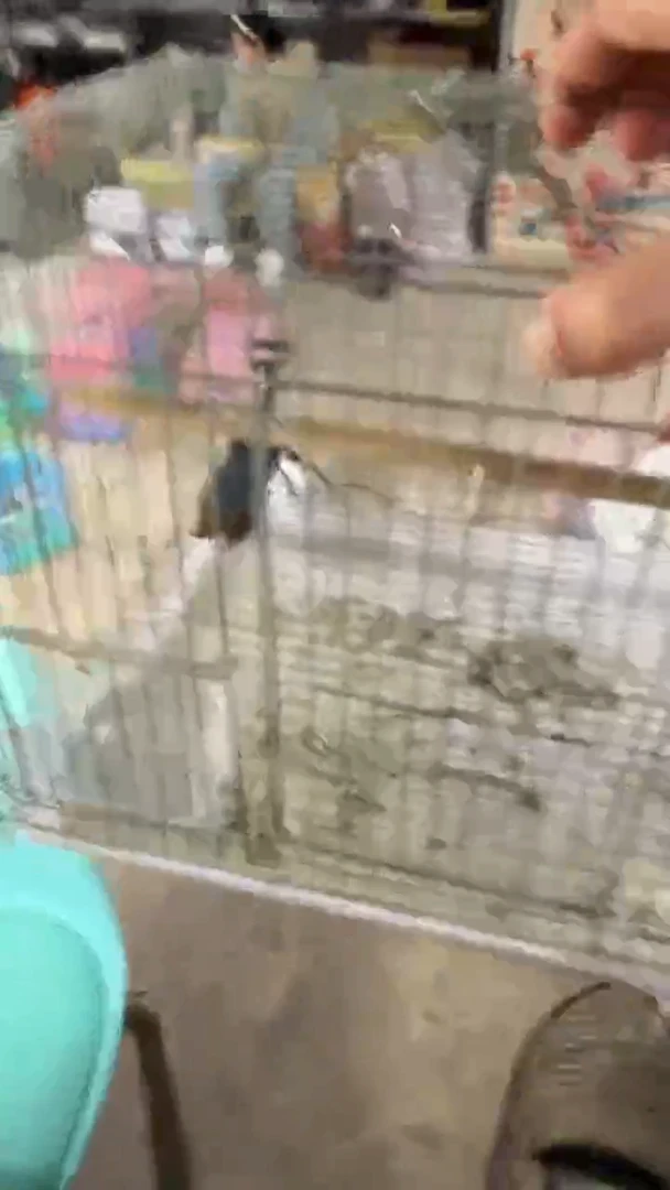 1号石燕  养笼  0元起拍