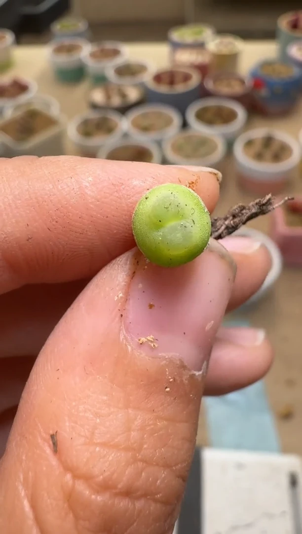 美丽的肉石头24-236