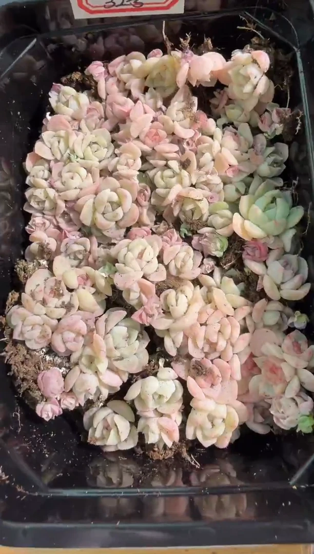 32号切糕1盒 量拍混发