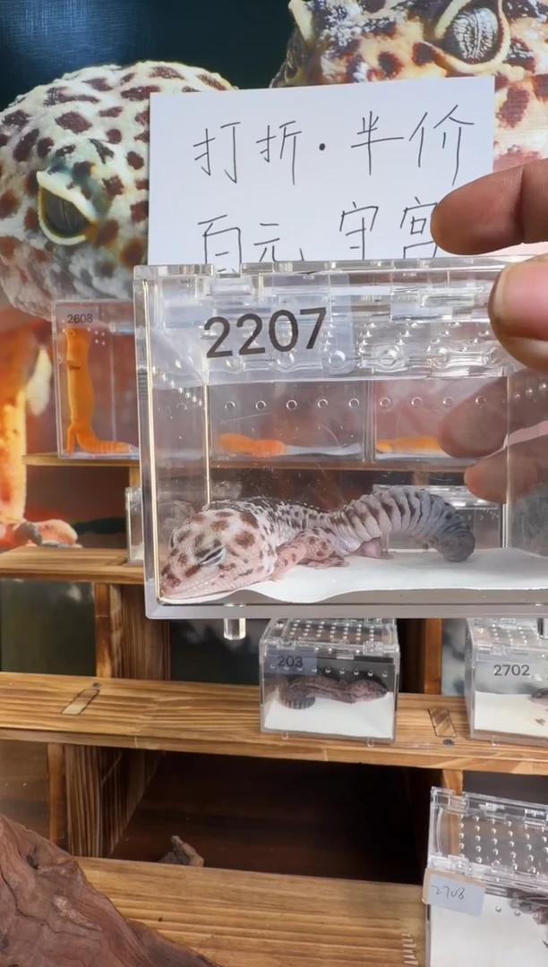 豹纹守宫肥尾守宫