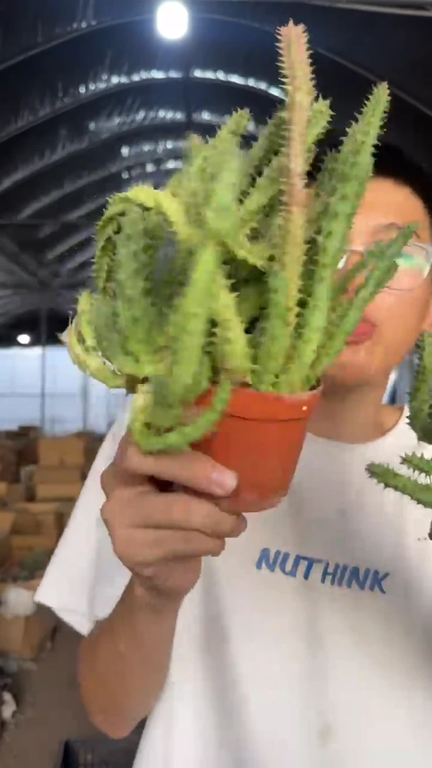 2颗 姬龙角【带根】