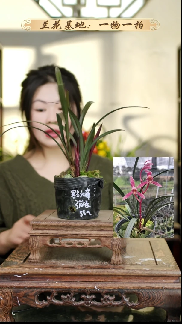 完全开放红草3苗2芽