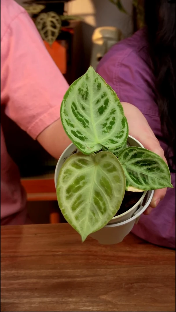 不开花植物寒江雪（新品！优选 接近满银！）