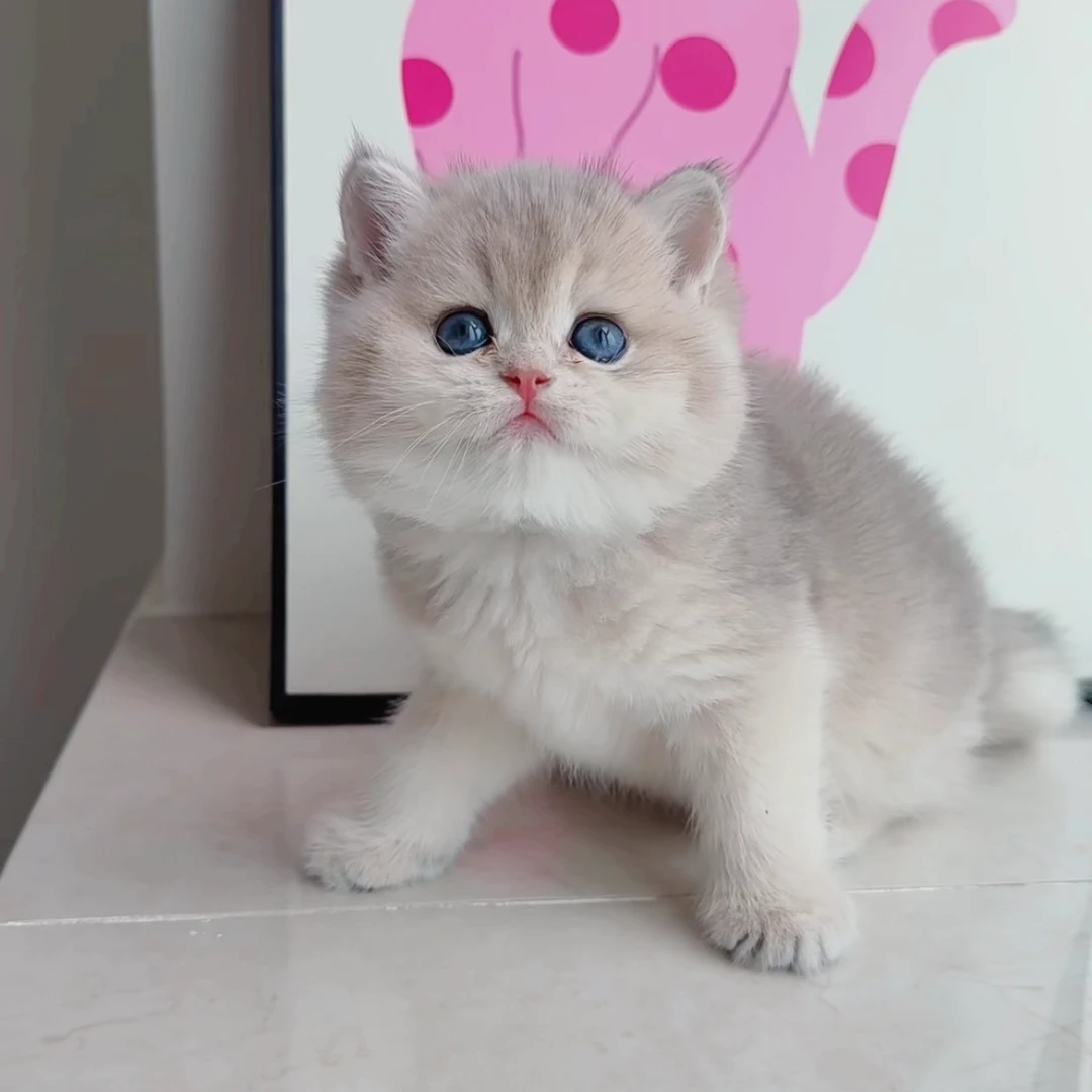 锅有猫英短金渐层蓝金紫金温顺可爱的猫咪奔向你女孩儿礼物