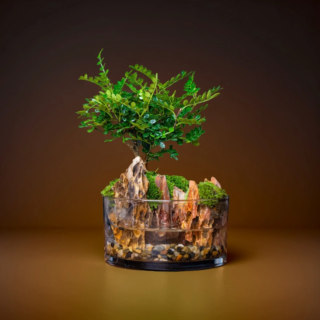 驱蚊草—松皮石成品桌面微景观尺寸15*8cm