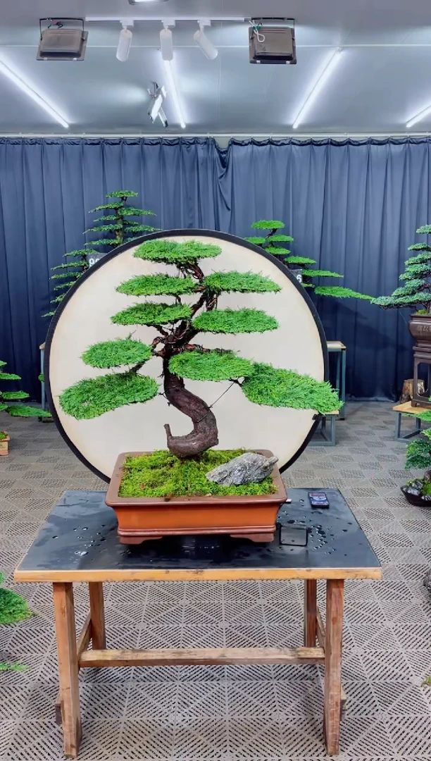 无花朵迎客松迎客松盆景