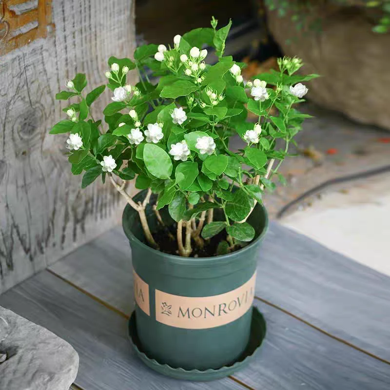 茉莉花盆栽浓香开花 پۇراقلىق يەسىمەن گۈلى 新疆包邮