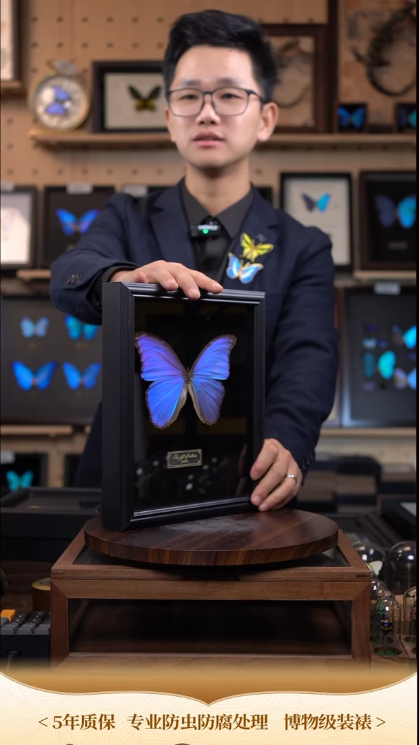 晶闪蝶标本 17cm c249