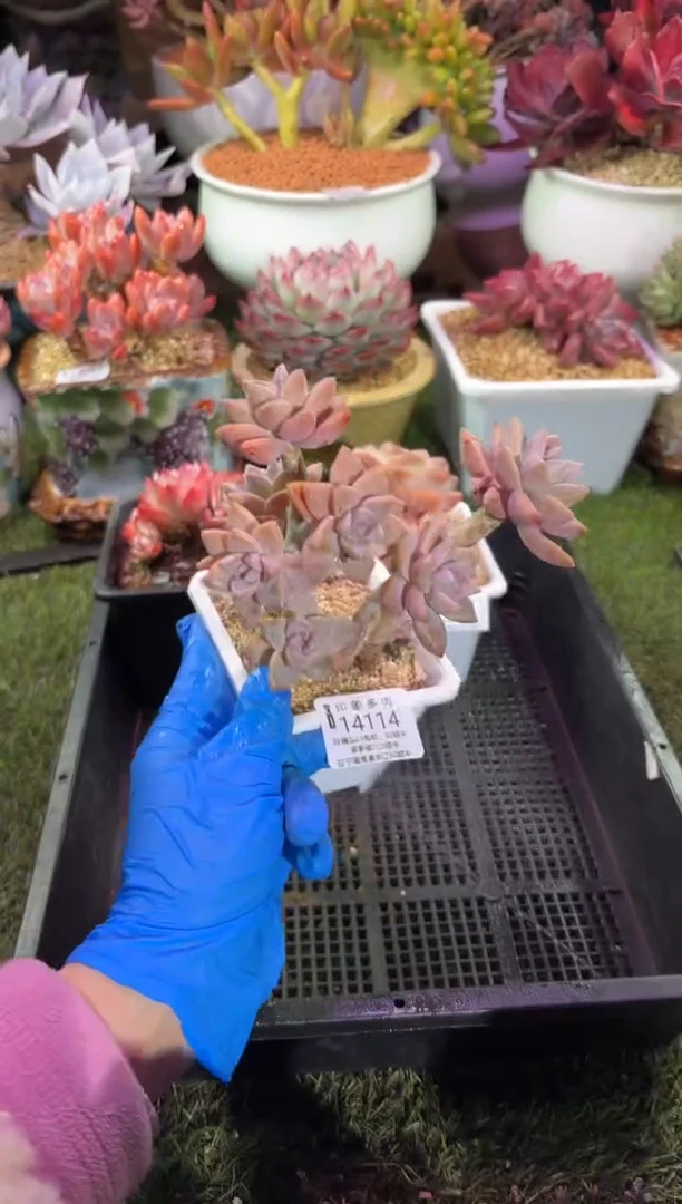 【闪购商品】14114