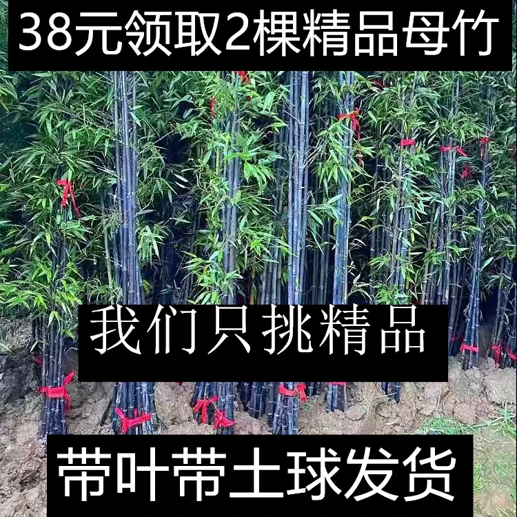 紫竹苗庭院植物墨竹北方耐寒抗冻四季常青盆栽户外地栽造景观赏
