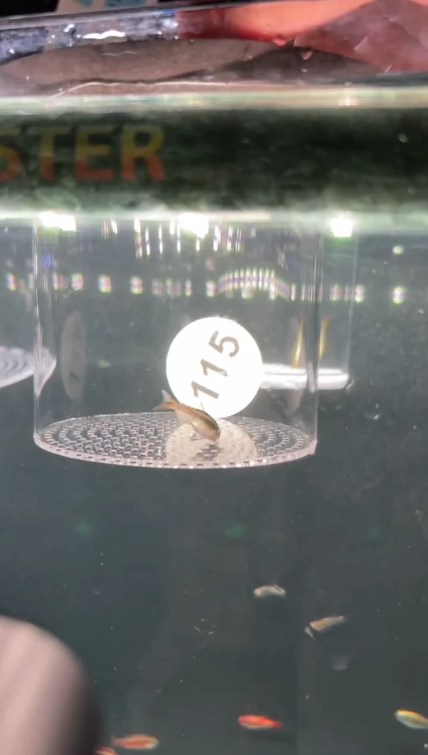 灯科鱼L**E【115】蓝缎带