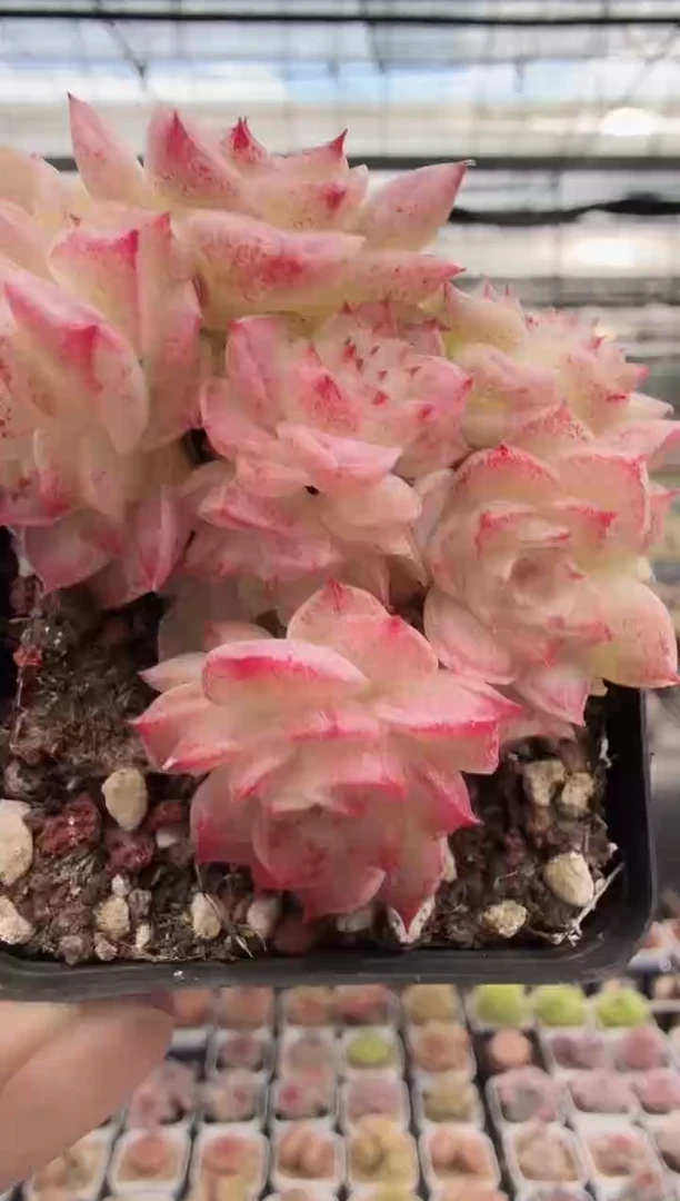 东云多肉园新款-57